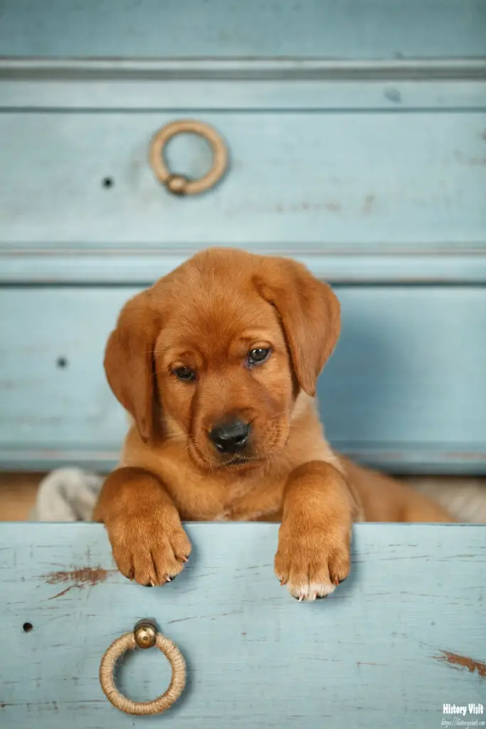 Fox Red Labrador Retriever Puppies