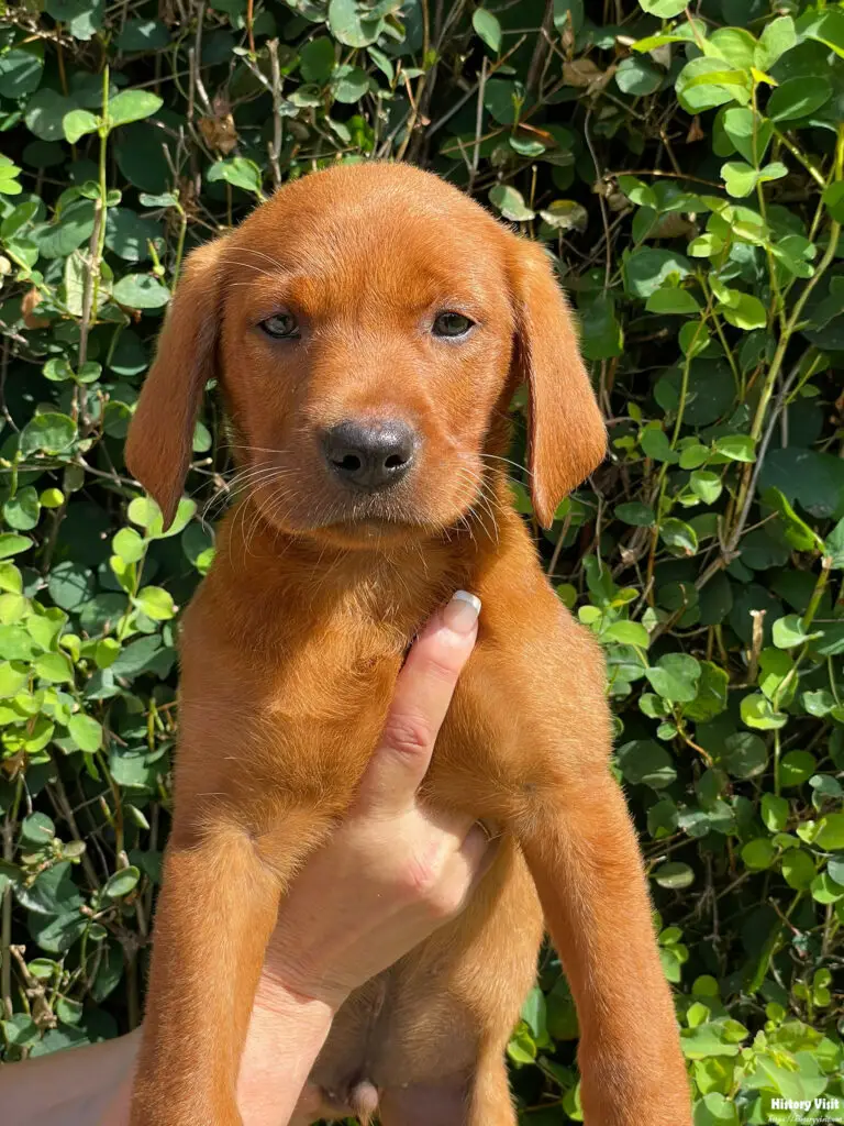 Fox Red Lab Retriever Puppies