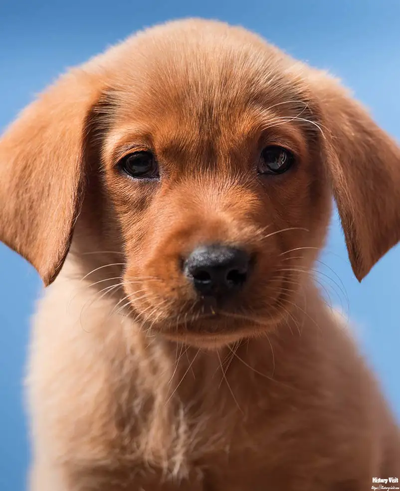 Fox Red Labrador Retriever Puppies