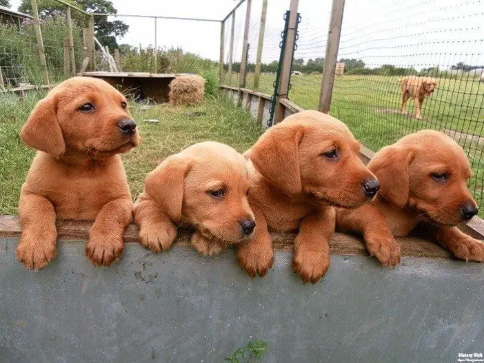 Fox Red Lab Retriever Puppies