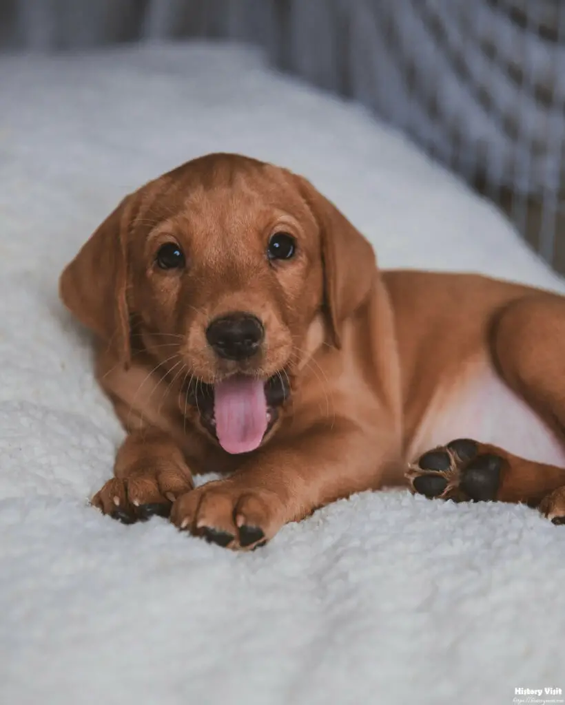 Fox Red Labradors