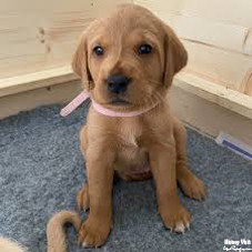 Fox Red Lab Retriever Puppies