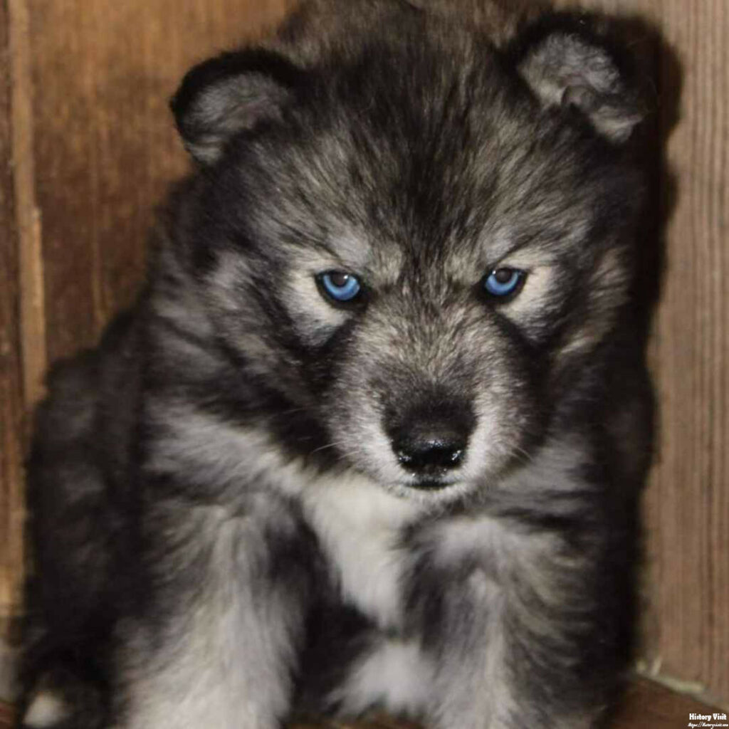 Agouti Husky Puppy for Sale