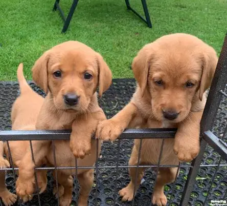 Fox Red Lab Retriever Puppies