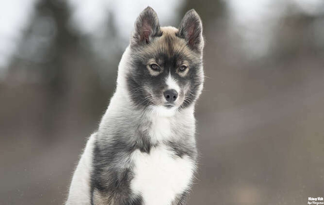 Agouti Husky Puppy for Sale