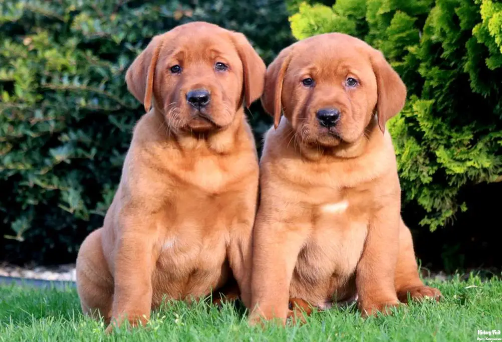 Red Fox Lab Puppies 