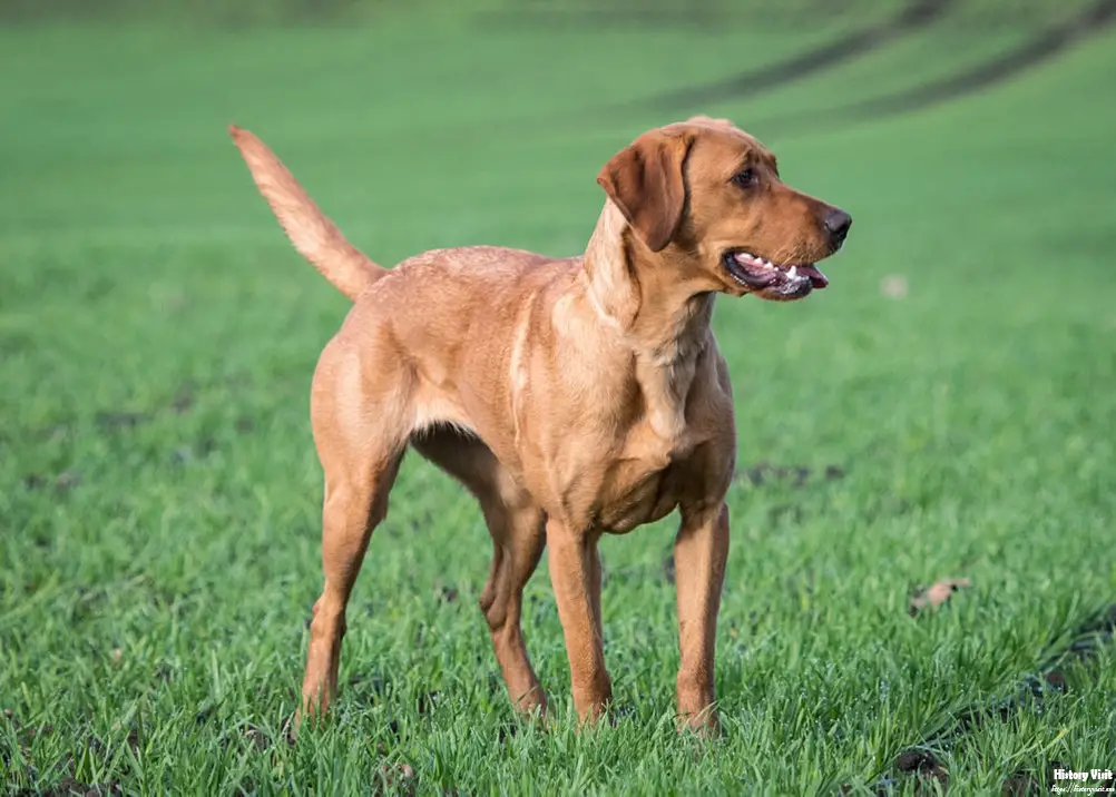 Red Fox Lab