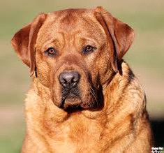 Fox Red Labradors