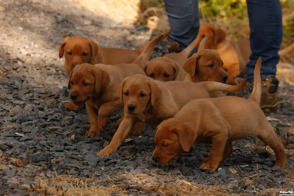 Fox Red Labrador Retriever Puppies