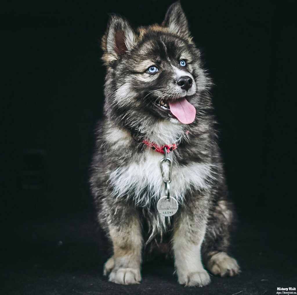 Agouti Husky Puppy