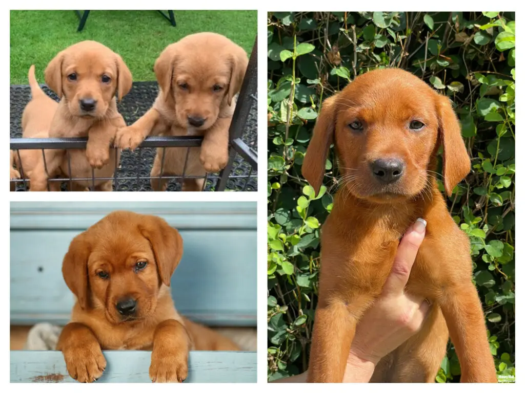 Fox Red Labrador Retriever Puppies