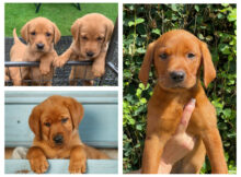 Fox Red Labrador Retriever puppies