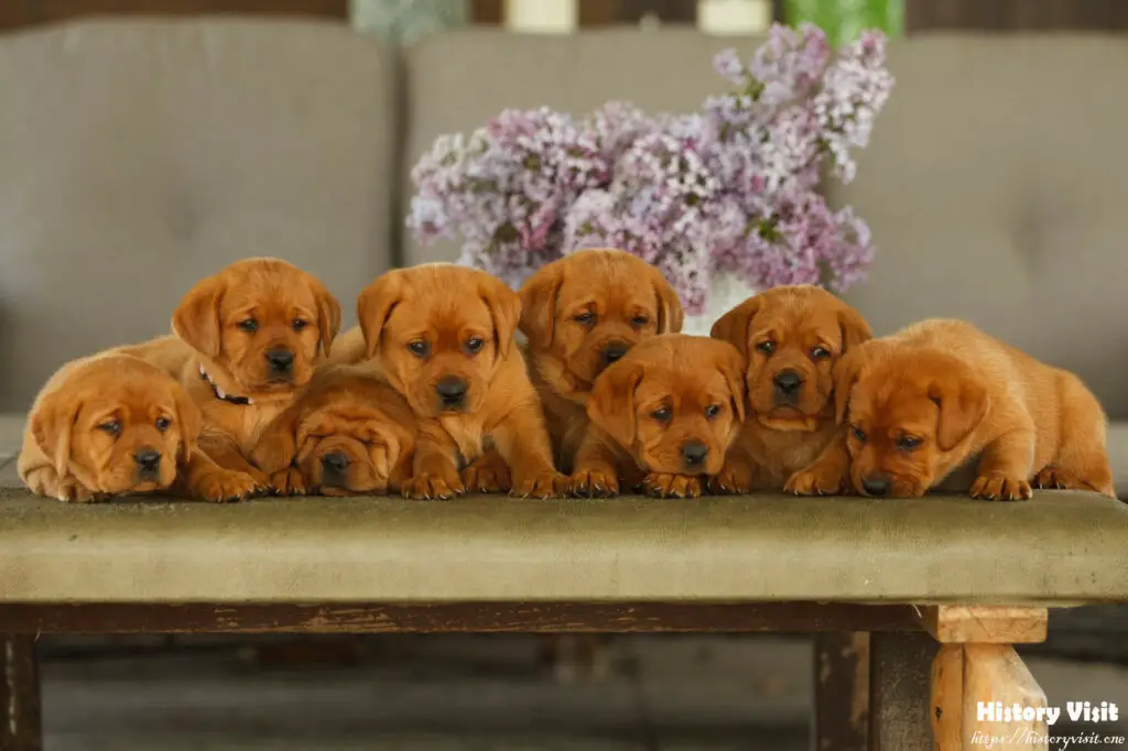 Fox Red Lab Puppies