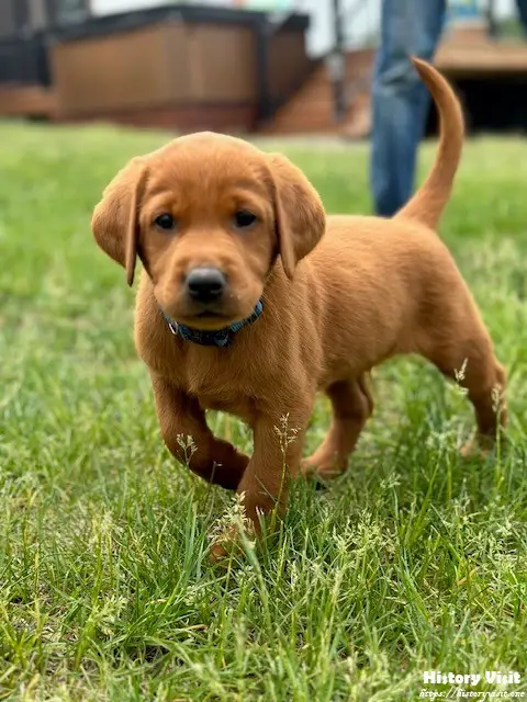 Fox Red Lab Puppies