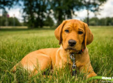 fox red lab puppies