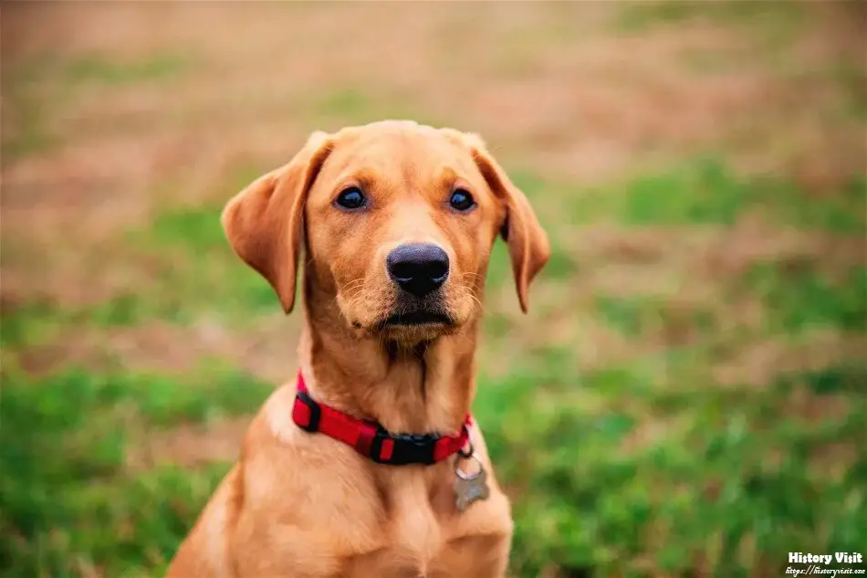 Fox Red Lab Puppies