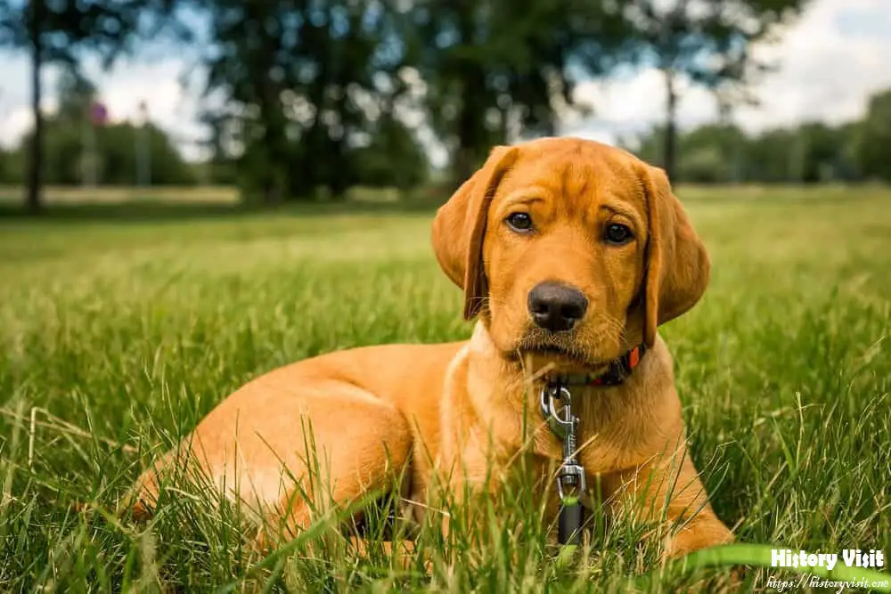 Fox Red Lab Puppies